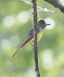 Great Crested Flycatcher 1188